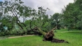 Упавший 160-летний дуб Ботанического сада превратят ...