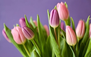 Петербургская таможня пропускает фуры с цветами к 8 марта