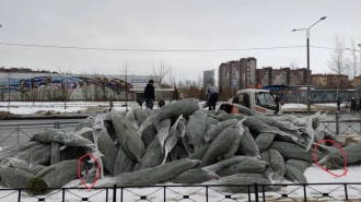 В Приморском районе бизнесмены повредили саженцы деревьев елками для продажи