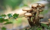 В Ленобласти следователи заинтересовались отравлением подростков грибами