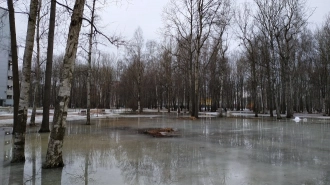 В понедельник погоду в Ленобласти омрачит мокрый снег с дождем и гололедица