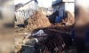 В Ленобласти спасатели пришли на помощь упавшей в яму корове
