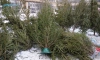 В Красносельском районе до 30 января действует акция по сбору и переработке ёлок