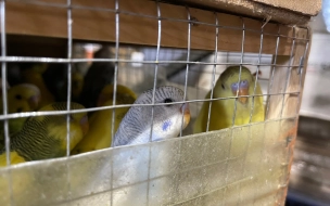 Из Петербурга в Архангельскую область отправили 20 волнистых попугаев