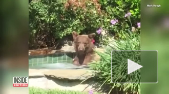 Это его вечеринка: в Калифорнии медведь плескался в джакузи местного жителя и пил коктейль 