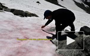 В Альпах обнаружен розовый снег