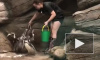  В Новосибирском зоопарке устроят кормления пингвинов на публику