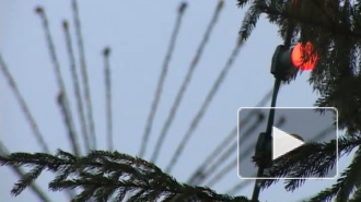 Гулять - так гулять! Валентина Матвиенко хочет продлить новогодние гуляния до трех недель