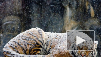 В национальном парке Приморья убили амурского тигра