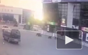 Полиция прогнала из города на Камчатке медвежье семейство