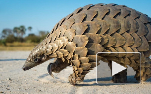 В Китае нашли промежуточного "хозяина" коронавируса