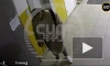 Россиянин избил в подъезде жену, затащил ее в лифт за волосы и попал на видео