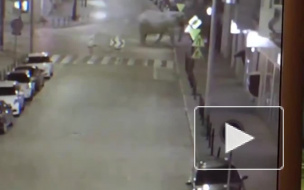 Забавное видео из Польши: слон прогулялся по улицам города