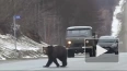 Два медведя терроризируют людей на трассе "Колыма" ...