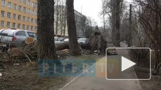 Дерево вырвало с корнем и асфальтом возле Тихорецкого проезда