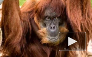 В Австралии усыпили самого старого орангутана в мире