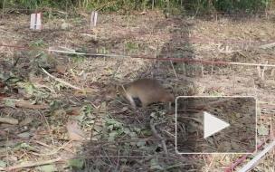 Сумчатая крыса получила высшую награду Британии