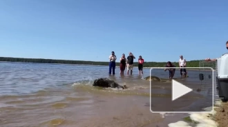 Тюлени Дамбик, Пасха и Выборгуша вернулись в Балтийское море