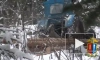В Ивановской области вынесли приговор участникам преступного сообщества "черных лесорубов"