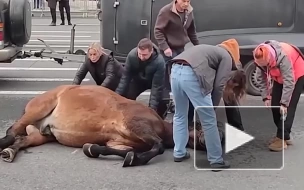 Лошадь упала на Дворцовой площади и не могла подняться
