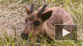 Из несчастных оленей петербургские живодеры хотели сделать шашлык