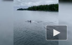 Редчайший кит-убийца белого окраса попал на видео