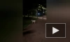 Ягнёнок вышел на прогулку в Заневском парке и удивил прохожих