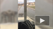 В ДТП на Санкт-Петербургском шоссе скончались два человека