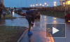 Видео: жители Мурино с пакетами на ногах переходят подтопленный двор