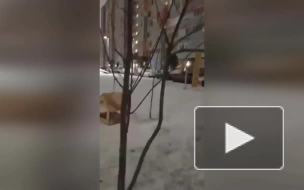 В Петербурге горожане заметили крыс в кормушках для птиц