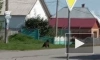 Полицейский убил медведя, вышедшего к сельской школе под Красноярском