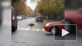 По Пушкину индюк гуляет по правилам дорожного движения