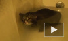 Кот в ванне