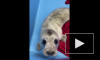 У спасенного на острове Гогланд тюлененка начинают резаться зубки