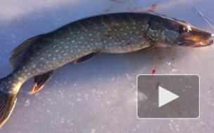 Новости с водоемов: на Финском заливе ловят окуней, корюшку и сига 