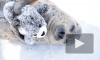 Тюлень - милаха из Японского зоопарка стал мировой знаменитостью