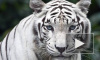 В Тбилиси застрелили белого тигра, растерзавшего человека