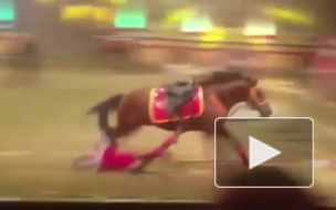 Видео смерти акробатки цирка под копытами лошади шокировало Интернет