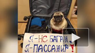 Россияне запустили флешмоб в поддержку животных, летающих в багажном отсеке