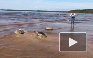 Четыре тюленя выпустили в Балтийское море после реабилитации