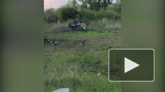 Видео: в Полежаевском парке петербуржцы заметили лису