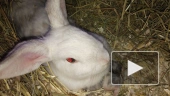 48 кроликов ищут новый дом