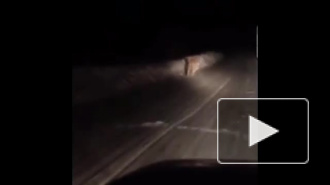 В интернете появилось видео гуляющих по дороге тигров в Приморье
