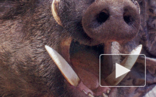 По улицам Петербурга бегает дикий кабан