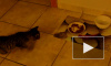 Кот боится куска пицы - YouTube