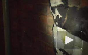 Бэнкси опубликовал видео создания граффити на стене тюрьмы