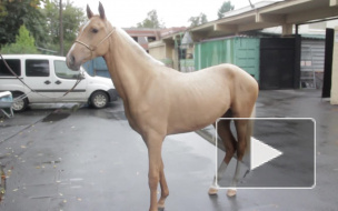 Ленинградскому зоопарку на 150-летие подарили лошадь и сервала