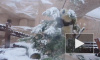 Видео: Панды из Московского зоопарка обрадовались снегу и елкам