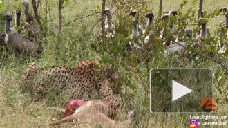 В ЮАР лев украл у грифов украденную у гепарда добычу