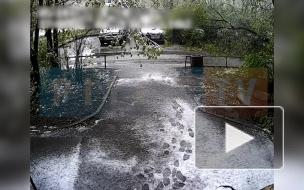 Видео: во дворе на Будапештской упавшее дерево задело 5 машин 